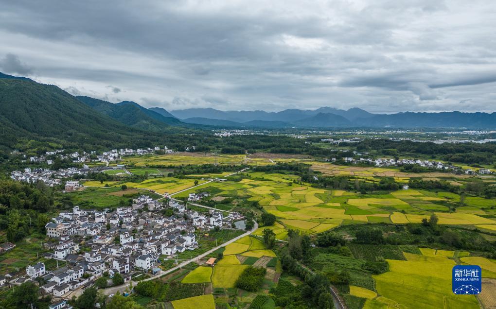 菠菜网下载